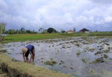 SURPLUS PRODUKSI, DEFISIT KESEJAHTERAAN: NAMUN PETANI INDONESIA TETAP KALAH DI NEGERI SENDIRI