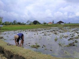 SURPLUS PRODUKSI, DEFISIT KESEJAHTERAAN: NAMUN PETANI INDONESIA TETAP KALAH DI NEGERI SENDIRI