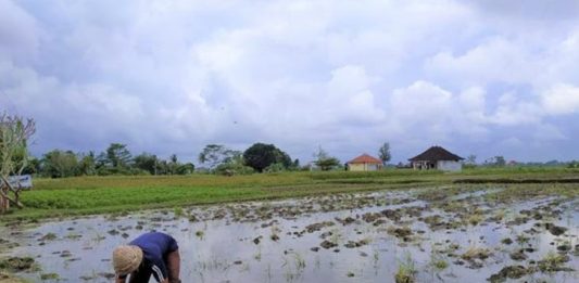 SURPLUS PRODUKSI, DEFISIT KESEJAHTERAAN: NAMUN PETANI INDONESIA TETAP KALAH DI NEGERI SENDIRI