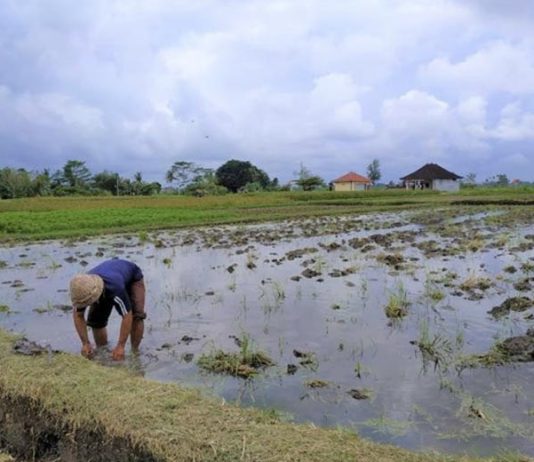 SURPLUS PRODUKSI, DEFISIT KESEJAHTERAAN: NAMUN PETANI INDONESIA TETAP KALAH DI NEGERI SENDIRI