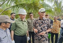Replanting Sawit Rakyat Berjalan Konsisten, Tahun Keempat Mulai Tampak Hasilnya