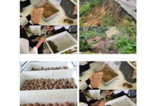 Tim Riset KHS UNP Sebar Bola Benih Bantu Pulihkan Hutan Gundul di Kawasan Terdampak Bencana