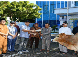 Perumda AM Kota Padang Bagi-Bagi Hewan Qurban