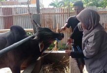 Pemko Padang Pastikan Distribusi Daging Kurban Lebih Transparan