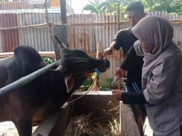 Pemko Padang Pastikan Distribusi Daging Kurban Lebih Transparan
