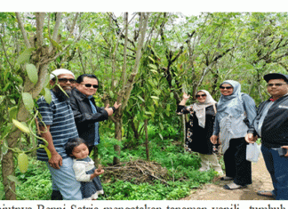 Tim PKM Universitas Andalas melakukan Pendampingan Pemanfaatan lahan Bukit kapur dengan penanaman gaharu diantara tanaman vanili dalam Program Membangun Nagari di Kanagarian Gadut Tilatang Kamang Agam