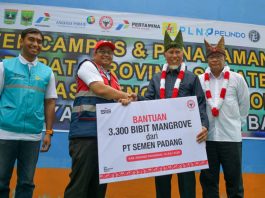 Semen Padang dan Pemprov Sumbar Bersinergi Hijaukan Pesisir dengan 3.300 Bibit Mangrove