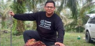 Harga TBS Kelapa Sawit Mitra Swadaya di Riau Rp 3.614,47/Kg