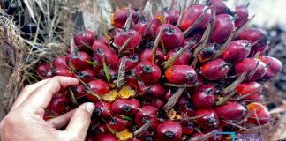Harga Kelapa Sawit Mitra Plasma di Riau Dihargai Rp3.720 Per Kg