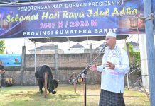 Gubernur Mahyeldi Hadiri Penyembelihan Sapi Kurban Bantuan Presiden RI di Masjid Raya Syekh Khatib Al-Minangkabawi