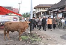 Tebar Qurban Pemprov Sumbar Meningkat Tajam, 140 Sapi dan 33 Kambing Disalurkan ke Berbagai Daerah