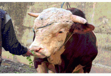 Lambo, Sapi Kurban 1,2 Ton Milik Wagub Sumbar Hebohkan Warga Pelosok Pasaman